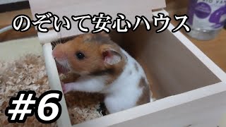 #6【義理庵とハムスター】のぞいて安心ハウス【2020/11/06】