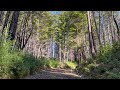 Big Basin Redwoods State Park, CA