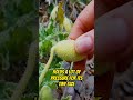 Squirting Cucumber Fires Its Seeds Like Rockets #shorts