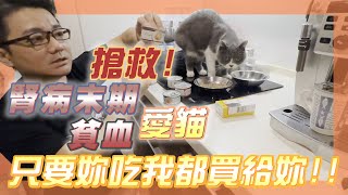 【慢性腎病貓末期＋貧血】治療與照顧，飲食罐頭的選擇，提供貓咪所需營養，與貓咪一同戰勝慢性腎病末期與貧血的煎熬    FT. #羅伊老師 #羅伊老師 #慢性腎臓病猫 #貓咪影片 #貧血 #貓貓EP.17