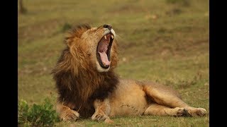 National Geographic Documentary - The Infamous Lion Pack - Wildlife Animal