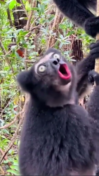 Nyanyian lucu lemur yang terekam kamera #bernyanyi #lucu #hewan