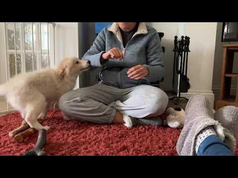 Border collie puppy biting - YouTube