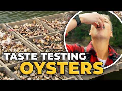 Are These Sydney's Tastiest Oysters?
