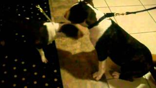 Archie Meets A Mini Bull Terrier Pup