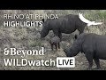 WILDwatch Live | Highlights and Stories | Rhinos at Phinda Private Game Reserve