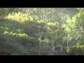 Promo berrea en Saja
