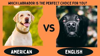 American Labrador VS English Labrador: What is the Difference? by PawHub 206 views 2 years ago 7 minutes, 57 seconds