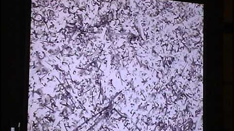 IoA Sliver Lecture, Casey Reas