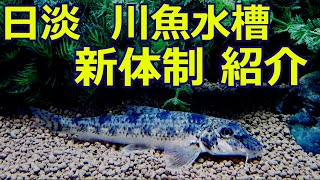 【日淡90cm水槽】日本淡水川魚飼育1匹ずつ紹介  Japanese Freshwater small fish Tank⑤