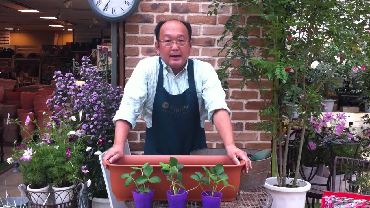 イチゴの植え付け方法 植える向き Youtube