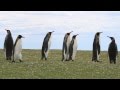 King penguins strutting their stuff