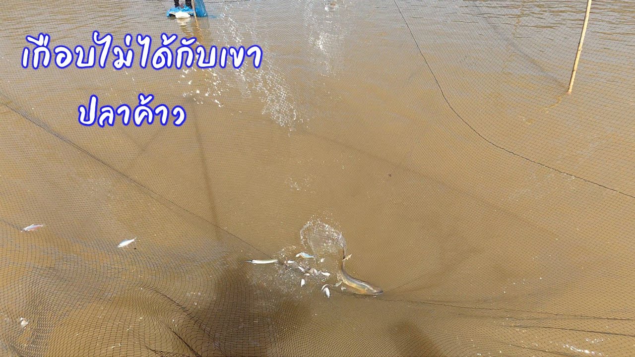 ยกยอลงปลาหนองเบน บ.กุดค้า สะดุ้งใหญ่เยอะแบบนี้นึกว่าจะไม่ได้ บัตร 60 บ. / ตุ้มแพรว พาเพลิน EP.937