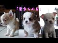 可愛く良い子に育った仔犬たちがそれぞれ巣立って行きました😭😭😭