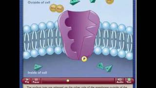 active transport.wmv