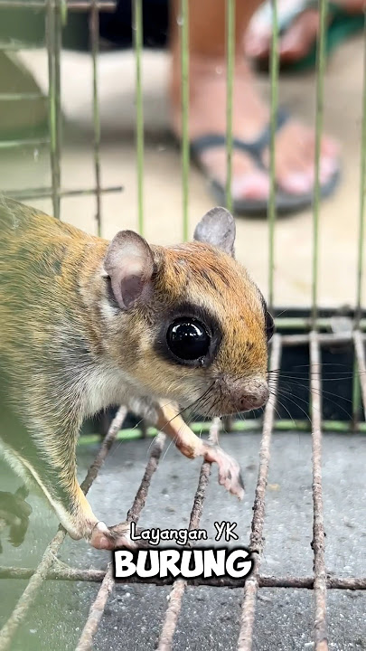 Got a Flying Squirrel Not a Sugar Glider #sugarglider