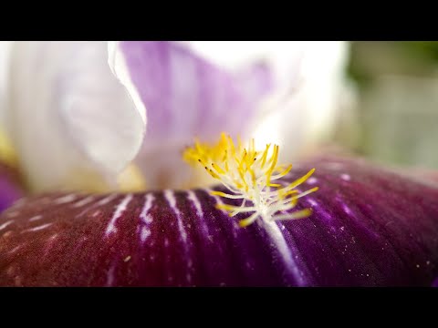 IS the Moment Macro Lens the best macro lens for your PHONE ?