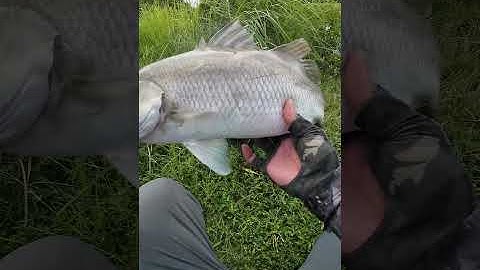 Đụng hugo rồi anh em ơi, đập lâu năm không thuốc quá nhiều ẩn số #hiepfishingtv