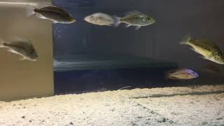 Leaf Cichlid Fishes