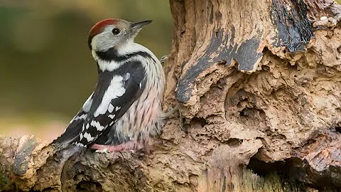 Quels oiseaux en Lorraine ?