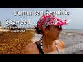 Seaweed Special Punta Cana, Bavaro Beach & Macao Beach Aug. 2021 Punta Cana all you can see