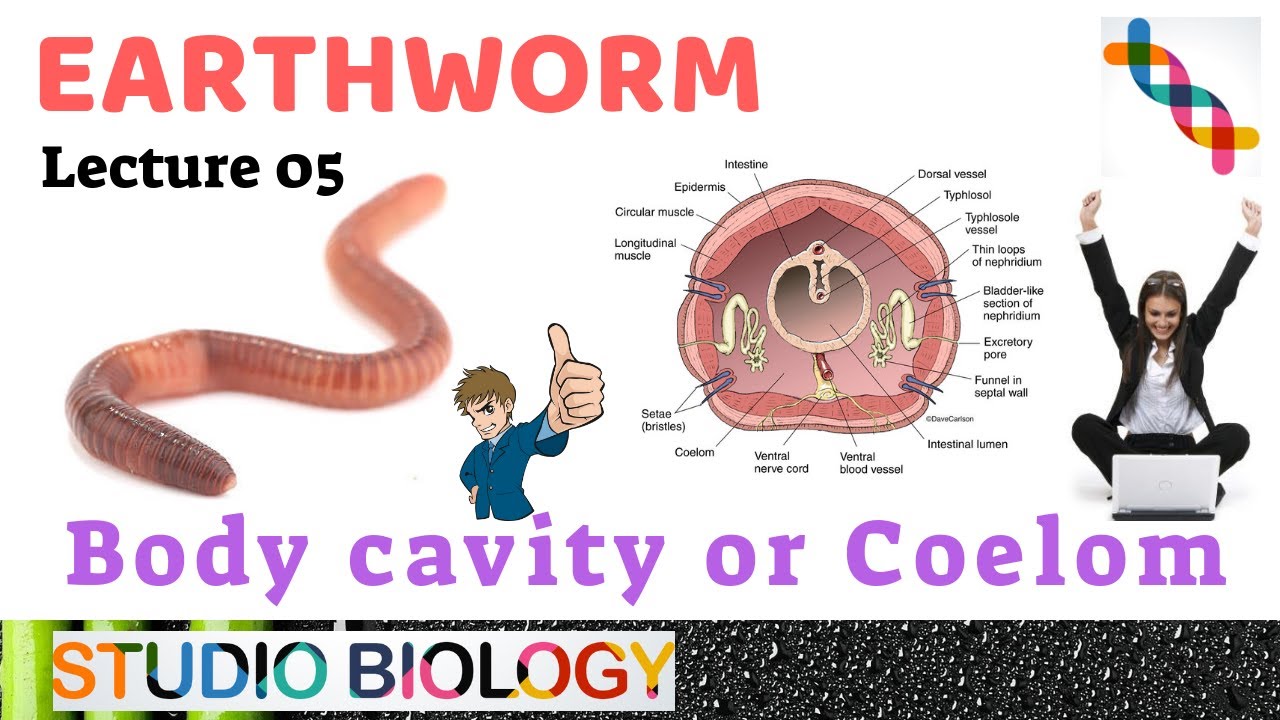 body cavity coelom