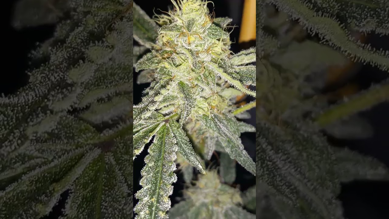 update on the biscotti gushers strain #3  Cultivated by RCC in Exotic alerts