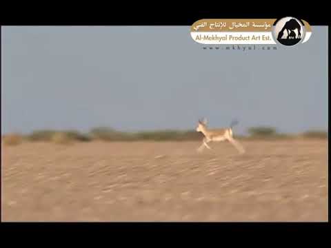 غزال الريم و النعام في الصحراء العربية