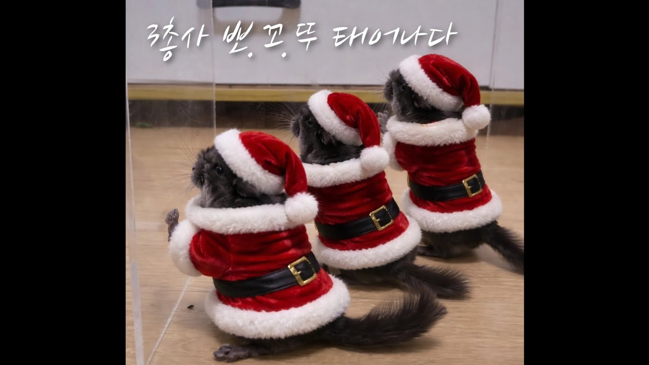 아기 친칠라 뽀.꼬.뚜 3총사 태어나다!!