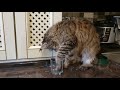 Мейн кун и вода 😻 Кошка Мейн кун пьет воду лапой Cat Main coon Cats Коты и Кошки