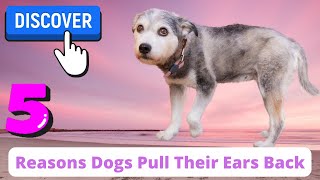 Discover 5 Reasons Why Dogs Pull Their Ears Back