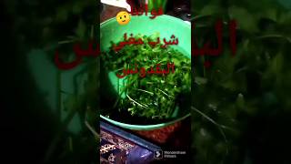 فوائد شرب مغلي البقدونس