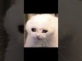 Bhagwan !! 🥲 #funny #meme #relatabe #explore #kittens #fypシ゚viral @stvryy_87