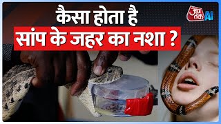 Snake Venom: 'नशा 5-6 दिनों तक' | क्या है सांप के जहर का नशा जिसमें फंसे Elvish Yadav | AI Sana