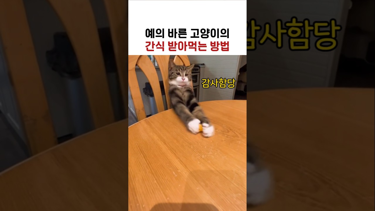 예의바른 고양이의 간식 받아먹는 방법ㅋㅋ
