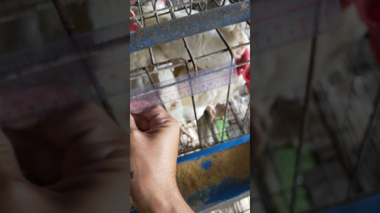 PART 1- Paano ang TAMANG SUKAT ng KULUNGAN ng LAYERS sa 2heads, 3heads at 4heads?|Poultry Layers 101