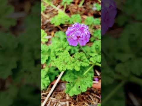 يا زين الين خلف       