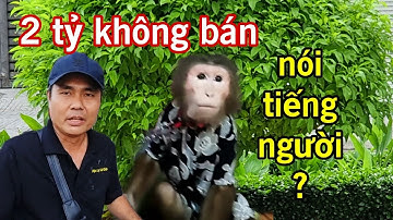 Độc Lạ Sài Gòn đi xác minh vụ chú khỉ biết nói ở Bình Dương xem thực hư ra sao