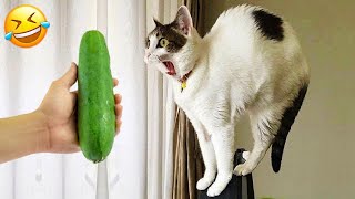 New Funny Cats and Dogs Videos 😸🐶 Funniest Animals 😆 Part 17