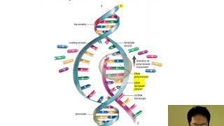 Module 12.2 DNA structure, replication, and expression with narration 6/9