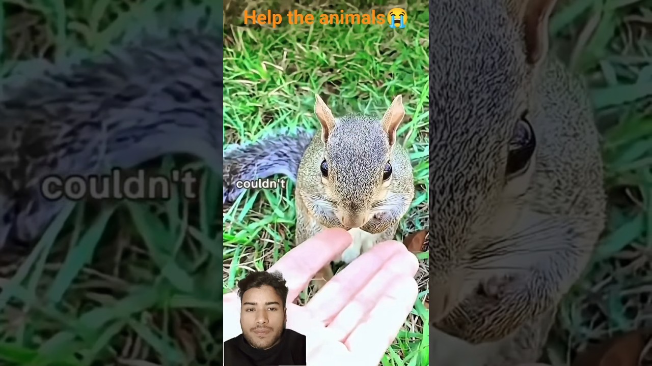 🐿️ From Homeless to Loved ❤️ The Squirrel’s Wholesome Journey #shorts #jaidmeel