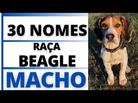 Vídeo: Os nomes mais populares do Beagle