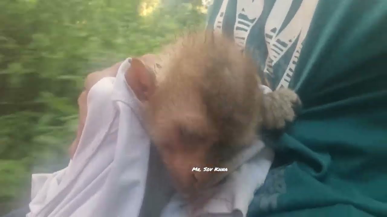 We go help the abandoned monkey