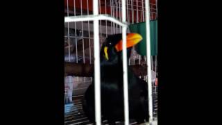 Beo Bisa Ngomong Dijual. Yadi Pet Shop Jl.Barito 1 No.1 Telp 0818845292