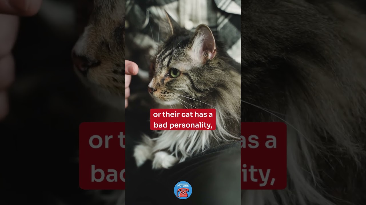 Your Cat Didn't Suddenly Turn Mean