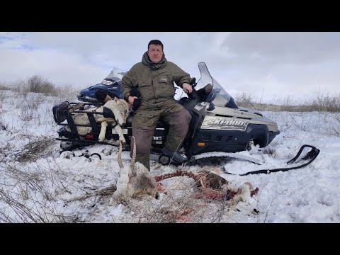 ПО ОСТАНКАМ КРАСНОКНИЖНЫХ. охота на волков hunting wolves