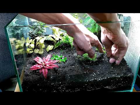 Video: Florarium - Ihr persönlicher tropischer Garten