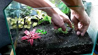 Создание флорариума с тропическими растениями.