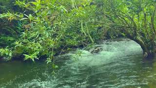 Beautiful Mountain Stream Sounds  Forest River, Relaxing Nature Sounds for Sleep, Relax, Insomnia