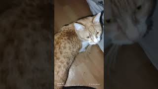 Ryzhik woke up on 12/21/25.